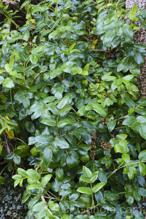 New Zealand Angelica (<i>Scandia rosiflora</i>), a spreading evergreen perennial or subshrub with glossy dark green foliage and sprays of small white flowers. It occurs naturally in coastal regions around Auckland but is not common in the wild. scandia-3288htm'>Scandia.