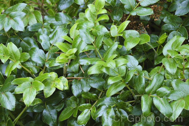 New Zealand Angelica (<i>Scandia rosiflora</i>), a spreading evergreen perennial or subshrub with glossy dark green foliage and sprays of small white flowers. It occurs naturally in coastal regions around Auckland but is not common in the wild. scandia-3288htm'>Scandia.