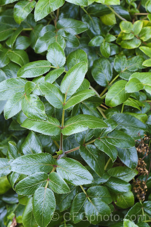 New Zealand Angelica (<i>Scandia rosiflora</i>), a spreading evergreen perennial or subshrub with glossy dark green foliage and sprays of small white flowers. It occurs naturally in coastal regions around Auckland but is not common in the wild. scandia-3288htm'>Scandia.