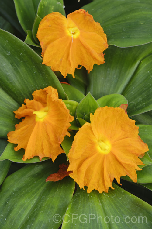 Fiery. Costus or Spiral. Flag (<i>Chamaecostus cuspidatus [syn. Costus cuspidatus]), a fleshy-leaved, 60cm tall, herbaceous perennial native to eastern Brazil. Its bright orange flowers appear in summer and are a striking contrast to the deep green foliage. Costaceae. chamaecostus-3517htm'>Chamaecostus. <a href='costaceae-plant-family-photoshtml'>Costaceae</a>.