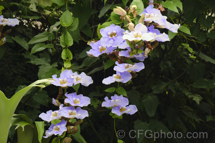 Blue Trumpet Vine or Skyflower (<i>Thunbergia grandiflora</i>), a long-flowering, evergreen, twining vine native to northern India It blooms most heavily in summer but nearly always has a few flowers. Order: Asterales, Family: Asteraceae