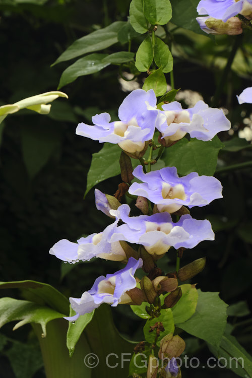 Blue Trumpet Vine or Skyflower (<i>Thunbergia grandiflora</i>), a long-flowering, evergreen, twining vine native to northern India It blooms most heavily in summer but nearly always has a few flowers. Order: Asterales, Family: Asteraceae