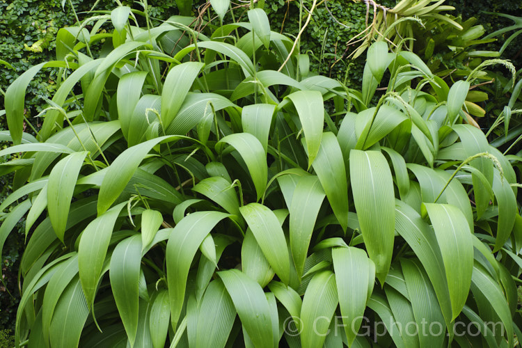 Palmgrass, Highland Pit. Pit or Broadleafed. Bristlegrass (<i>Setaria palmifolia</i>),a very wide-leaved grass native to tropical and warm-temperate Asia. The foliage creates an effect similar to a low, clumping palm, though when the plumes of flowers appear its true identity is revealed. While very ornamental, this species has the potential to be invasive in suitable climates. setaria-3631htm'>Setaria. .