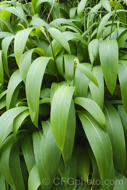 Palmgrass, Highland Pit. Pit or Broadleafed. Bristlegrass (<i>Setaria palmifolia</i>),a very wide-leaved grass native to tropical and warm-temperate Asia. The foliage creates an effect similar to a low, clumping palm, though when the plumes of flowers appear its true identity is revealed. While very ornamental, this species has the potential to be invasive in suitable climates. setaria-3631htm'>Setaria. .
