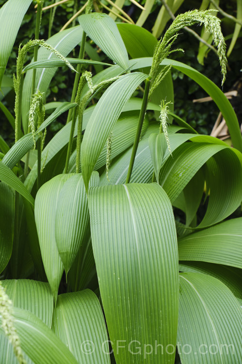 Palmgrass, Highland Pit. Pit or Broadleafed. Bristlegrass (<i>Setaria palmifolia</i>),a very wide-leaved grass native to tropical and warm-temperate Asia. The foliage creates an effect similar to a low, clumping palm, though when the plumes of flowers appear its true identity is revealed. While very ornamental, this species has the potential to be invasive in suitable climates. setaria-3631htm'>Setaria. .