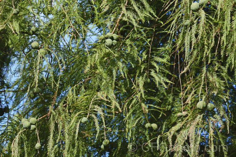 Swamp Cypress or Bald. Cypress (<i>Taxodium distichum</i>) in early autumn with near-mature cones. One of the few deciduous conifers and capable of growing in shallow water, this species is native to the southeast United States. taxodium-2129htm'>Taxodium. Order: Pinales, Family: Cupressaceae