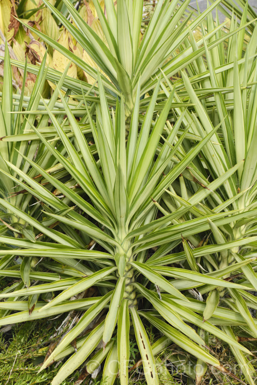Yucca gigantea (syns. Yucca guatemalensis, Yucca elephantipes]) 'Silver Star', a variegated cultivar of the Spineless. Yucca or Giant Yucca, a spear-leafed, tree-like, woody-stemmed, perennial found in southern Mexico and Central America. It grows to around 9m tall and has white to cream, bell-shaped flowers in summer.