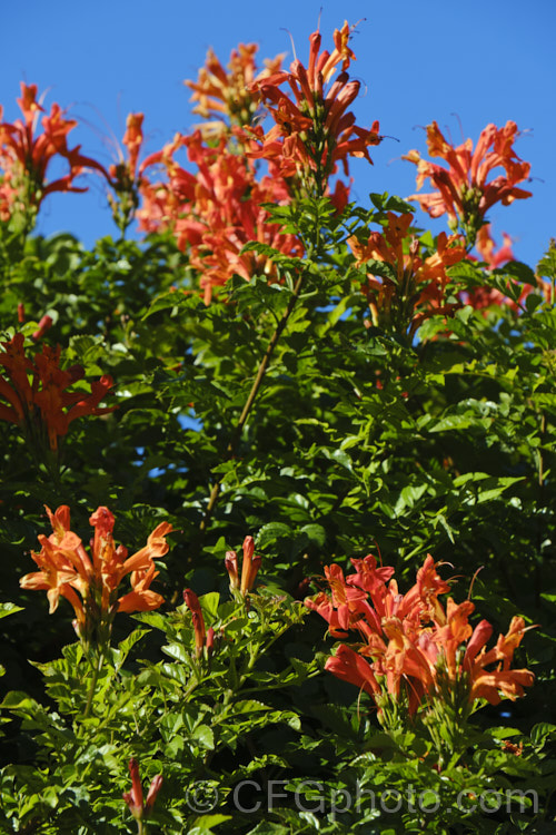 Cape. Honeysuckle (<i>Tecoma capensis [syn. Tecomaria capensis]), an evergreen shrub or semi-climber that is often used for hedging. It occurs naturally across much of southern Africa and flowers intermittently throughout the year. Orange is the typical flower colour, but cultivars occur in a range of shades from yellow through pink to deep red. tecoma-3352htm'>Tecoma. <a href='bignoniaceae-plant-family-photoshtml'>Bignoniaceae</a>.
