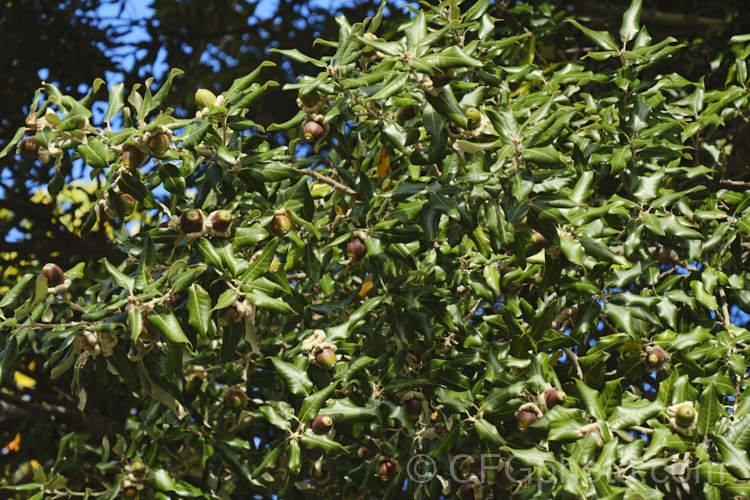 Holm Oak or Holly-leaved Oak (<i>Quercus ilex</i>), an evergreen oak, 15-25m tall, native to the Mediterranean region. It is among the hardier evergreen oaks. These acorns have and enlarged and folded over rim to the cup that is typical of the form from the Extremadura region of Spain. The Holm oak is also known as Encina but should not be confused with the Encina. Live Oak (<i>Quercus agrifolia</i>) from California. Order: Fagales, Family: Fagaceae