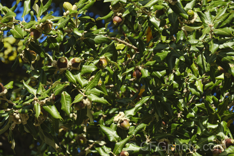 Holm Oak or Holly-leaved Oak (<i>Quercus ilex</i>), an evergreen oak, 15-25m tall, native to the Mediterranean region. It is among the hardier evergreen oaks. These acorns have and enlarged and folded over rim to the cup that is typical of the form from the Extremadura region of Spain. The Holm oak is also known as Encina but should not be confused with the Encina. Live Oak (<i>Quercus agrifolia</i>) from California. Order: Fagales, Family: Fagaceae
