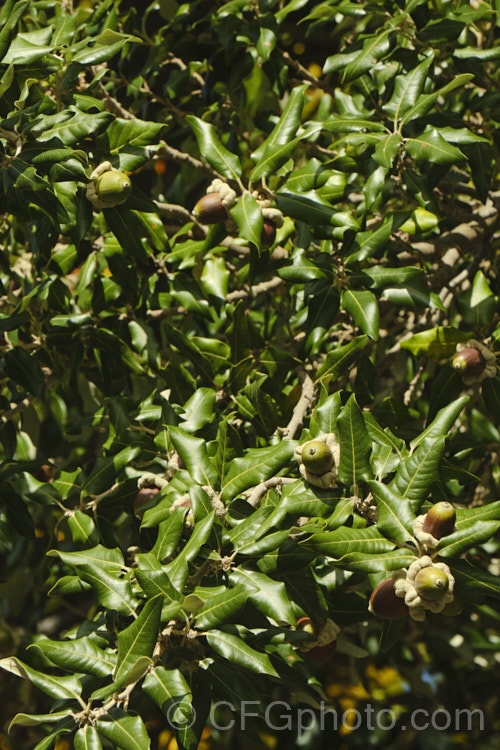 Holm Oak or Holly-leaved Oak (<i>Quercus ilex</i>), an evergreen oak, 15-25m tall, native to the Mediterranean region. It is among the hardier evergreen oaks. These acorns have and enlarged and folded over rim to the cup that is typical of the form from the Extremadura region of Spain. The Holm oak is also known as Encina but should not be confused with the Encina. Live Oak (<i>Quercus agrifolia</i>) from California. Order: Fagales, Family: Fagaceae