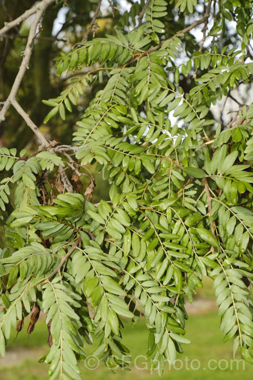 Lignum. Vitae (<i>Sophora howinsula</i>), an evergreen shrub or small tree native to Lord. HoweIsland, which is located between northern New Zealand and the New South Wales coast. It is from 3-15m tall and is similar to the New Zealand kowhai species. Sophora tetraptera, sharing similar golden flowers, but its leaflets are larger. This species hybridises with the New Zealand natives and several garden hybrids and cultivars are available, including 'Gnome' and 'Tui's Gold'. sophora-2142htm'>Sophora.