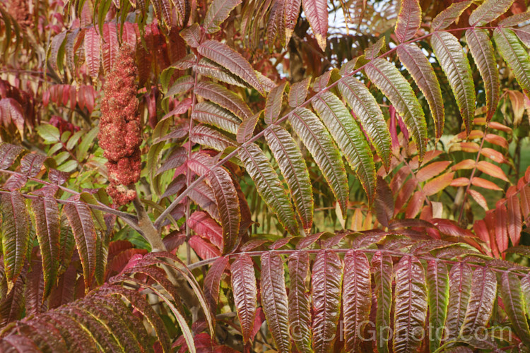 Stag's Horn. Sumach (<i>Rhus typhina</i>), a deciduous shrub or small tree up to 6m high and wide, native to temperate eastern North America. It is known for its vivid autumn foliage colours and the velvety red fruiting heads (shown here</i>) that develop from tiny yellow-green flowers. rhus-2719htm'>Rhus. <a href='anacardiaceae-plant-family-photoshtml'>Anacardiaceae</a>.