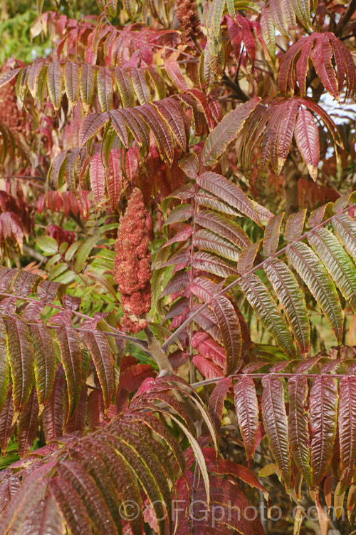 Stag's Horn. Sumach (<i>Rhus typhina</i>), a deciduous shrub or small tree up to 6m high and wide, native to temperate eastern North America. It is known for its vivid autumn foliage colours and the velvety red fruiting heads (shown here</i>) that develop from tiny yellow-green flowers. rhus-2719htm'>Rhus. <a href='anacardiaceae-plant-family-photoshtml'>Anacardiaceae</a>.