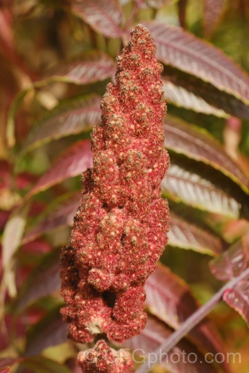 Stag's Horn. Sumach (<i>Rhus typhina</i>), a deciduous shrub or small tree up to 6m high and wide, native to temperate eastern North America. It is known for its vivid autumn foliage colours and the velvety red fruiting heads (shown here</i>) that develop from tiny yellow-green flowers. rhus-2719htm'>Rhus. <a href='anacardiaceae-plant-family-photoshtml'>Anacardiaceae</a>.