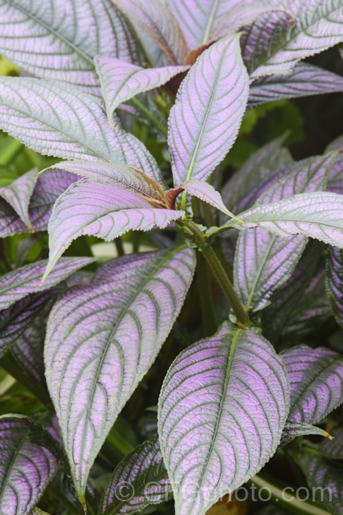 <a href='acanthaceae-plant-family-photoshtml'>Acanthaceae</a>