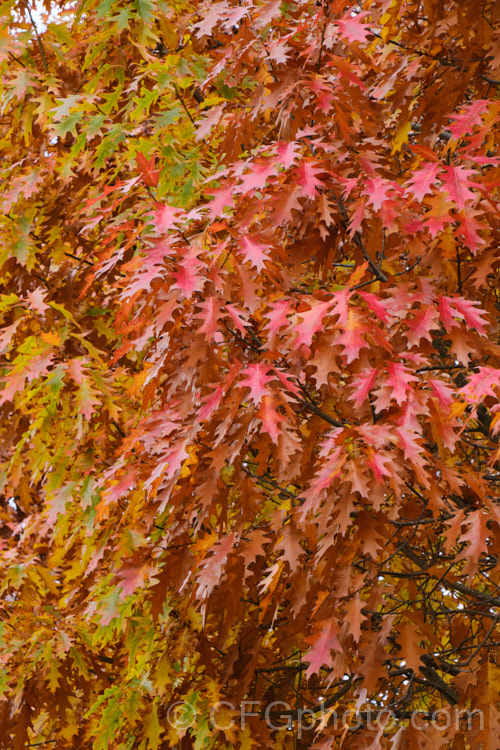 Scarlet Oak (<i>Quercus coccinea</i>), a 30m tree native to the eastern United States and southern Canada that is famed for its vivid red autumn foliage. It can be distinguished from the similar. Pin Oak (<i>Quercus palustris</i>), by the smooth underside of its foliage (no hairs in the fork of the veins</i>) and usually broader basal foliage lobes