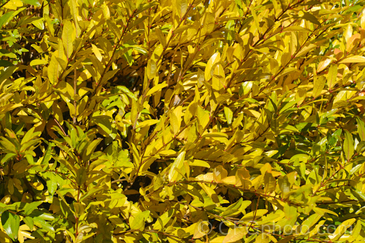 The autumn foliage of the Pomegranate (<i>Punica granatum</i>), a summer- and autumn-flowering 2-6m tall shrub or small tree. The fruit needs warm summers to mature. punica-2768htm'>Punica. <a href='lythraceae-plant-family-photoshtml'>Lythraceae</a>.