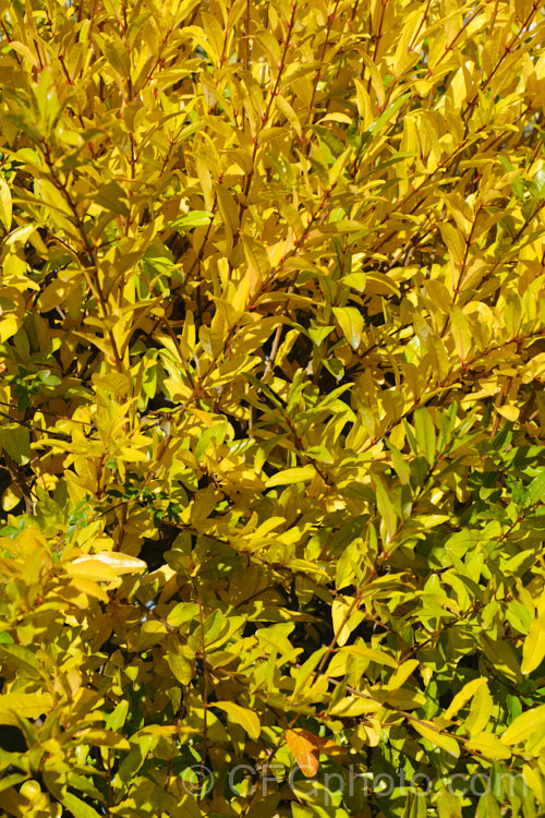 The autumn foliage of the Pomegranate (<i>Punica granatum</i>), a summer- and autumn-flowering 2-6m tall shrub or small tree. The fruit needs warm summers to mature. punica-2768htm'>Punica. <a href='lythraceae-plant-family-photoshtml'>Lythraceae</a>.