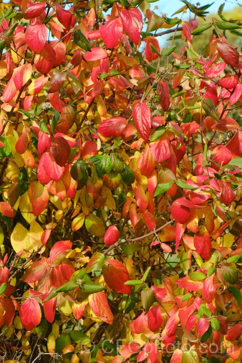 The autumn foliage of Viburnum x burkwoodii (<i>Viburnum carlesii x Viburnum utile</i>), a semi-deciduous 25-4m tall shrub. Its flowers are strongly scented and borne over a long period from late winter. viburnum-2081htm'>Viburnum. <a href='adoxaceae-plant-family-photoshtml'>Adoxaceae</a>.