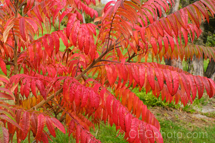 Stag's Horn. Sumach (<i>Rhus typhina</i>), a deciduous shrub or small tree up to 6m high and wide, native to temperate eastern North America. It is known for its vivid autumn foliage colours and the velvety red fruiting heads (not shown here</i>) that develop from tiny yellow-green flowers. rhus-2719htm'>Rhus. <a href='anacardiaceae-plant-family-photoshtml'>Anacardiaceae</a>.