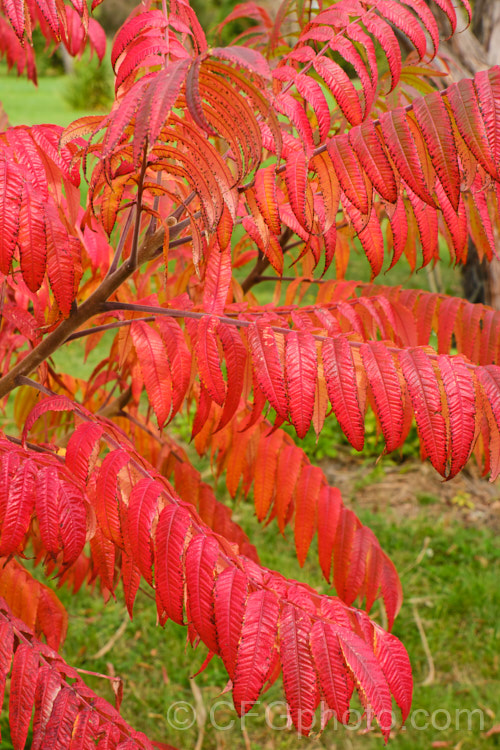 Stag's Horn. Sumach (<i>Rhus typhina</i>), a deciduous shrub or small tree up to 6m high and wide, native to temperate eastern North America. It is known for its vivid autumn foliage colours and the velvety red fruiting heads (not shown here</i>) that develop from tiny yellow-green flowers. rhus-2719htm'>Rhus. <a href='anacardiaceae-plant-family-photoshtml'>Anacardiaceae</a>.