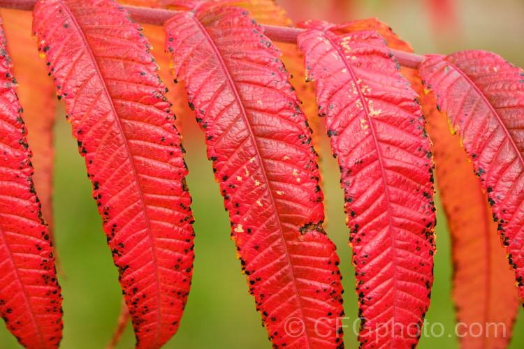 Stag's Horn. Sumach (<i>Rhus typhina</i>), a deciduous shrub or small tree up to 6m high and wide, native to temperate eastern North America. It is known for its vivid autumn foliage colours and the velvety red fruiting heads (not shown here</i>) that develop from tiny yellow-green flowers. rhus-2719htm'>Rhus. <a href='anacardiaceae-plant-family-photoshtml'>Anacardiaceae</a>.