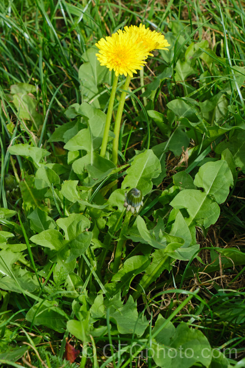 Dandelion (<i>Taraxacum campylodes [syns. Taraxacum officinale, Taraxacum vulgare</i>), a common weed of lawns and pastures, originally native to the Northern Hemisphere but now widespread. It is sometimes used by herbalists. taraxacum-3348htm'>Taraxacum.