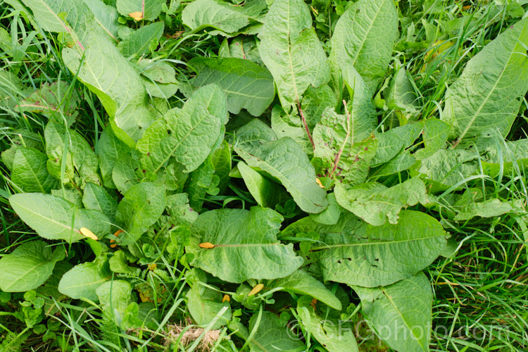 Bitter Dock or Broad-leaved Dock (<i>Rumex obtusifolius</i>) at the end of its first year's growth. A biennial or perennial weed, originally of European origin, Dock is now widely distributed. Its strong, deep taproots make it difficult to remove by hand. The leaf veins and flower stems are often red-tinted, especially in dry, sunny conditions. Order: Caryophyllales, Family: Polygonaceae