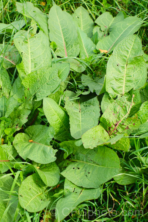 Bitter Dock or Broad-leaved Dock (<i>Rumex obtusifolius</i>) at the end of its first year's growth. A biennial or perennial weed, originally of European origin, Dock is now widely distributed. Its strong, deep taproots make it difficult to remove by hand. The leaf veins and flower stems are often red-tinted, especially in dry, sunny conditions. Order: Caryophyllales, Family: Polygonaceae