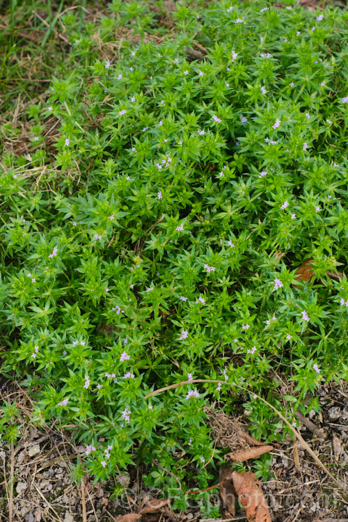 Field Madder or Blue Madder (<i>Sherardia arvensis</i>), a low, spreading, spring- to early-summer-flowering annual originally from Eurasia but now with a very widespread distribution. Its pale blue flowers are minute and the whole plant is quite easily overlooked due to its small size and habit of growing through other vegetation. sherardia-3622htm'>Sherardia. <a href='rubiaceae-plant-family-photoshtml'>Rubiaceae</a>.