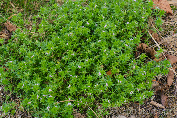 Field Madder or Blue Madder (<i>Sherardia arvensis</i>), a low, spreading, spring- to early-summer-flowering annual originally from Eurasia but now with a very widespread distribution. Its pale blue flowers are minute and the whole plant is quite easily overlooked due to its small size and habit of growing through other vegetation. sherardia-3622htm'>Sherardia. <a href='rubiaceae-plant-family-photoshtml'>Rubiaceae</a>.