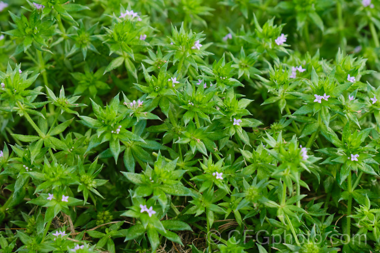 Field Madder or Blue Madder (<i>Sherardia arvensis</i>), a low, spreading, spring- to early-summer-flowering annual originally from Eurasia but now with a very widespread distribution. Its pale blue flowers are minute and the whole plant is quite easily overlooked due to its small size and habit of growing through other vegetation. sherardia-3622htm'>Sherardia. <a href='rubiaceae-plant-family-photoshtml'>Rubiaceae</a>.