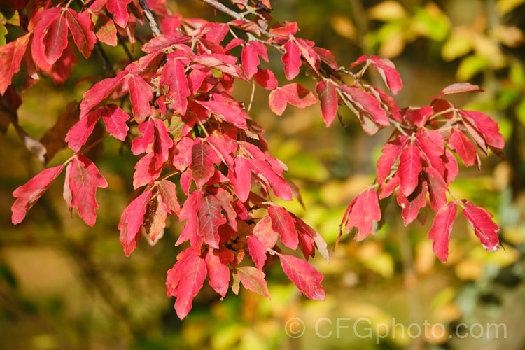 The autumn foliage of the Paperbark Maple (<i>Acer griseum</i>), a 6-12m tall tree from central China, notable for its peeling red-brown bark. Often, its foliage does not colour reliably in autumn but usually develops splashes of purple-red. Order: Sapindales, Family: Sapindaceae