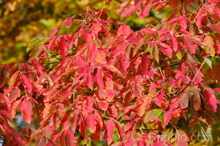 The autumn foliage of the Paperbark Maple (<i>Acer griseum</i>), a 6-12m tall tree from central China, notable for its peeling red-brown bark. Often, its foliage does not colour reliably in autumn but usually develops splashes of purple-red. Order: Sapindales, Family: Sapindaceae