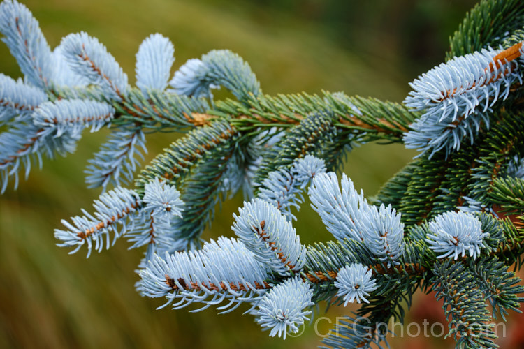 Procumbent. Blue Spruce or Colorado. Spruce (<i>Picea pungens 'Glauca. Procumbens'), a low, spreading cultivar of a 20-40m tall evergreen coniferous tree native to the Rocky. Mountains of the United States. A 1920s sport of 'Koster', it has beautiful silver blue young growth, as shown here. picea-2080htm'>Picea. <a href='pinaceae-plant-family-photoshtml'>Pinaceae</a>.