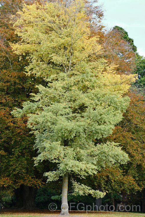 The autumn foliage of Variegated European Field Elm or Smooth-leaved Elm (<i>Ulmus carpinifolia 'Variegata') against a backdrop of autumnal. European Beech (<i>Fagus sylvatica</i>). The leaves are mottled with green rather having a sectored or edged pattern, and develop a soft yellow tone in autumn. Order: Rosales, Family: Ulmaceae