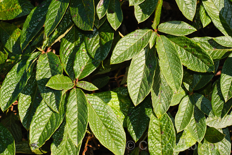 Rhododendron edgeworthii, an evergreen, spring-flowering shrub native to southwestern China and neighbouring parts of the Himalayan region. It grows to 25m tall, has heavily puckered leaves with dense indumentum on the undersides, and its large white and pink flowers are scented. This species was a parent of many of the first fragrant-flowered rhododendron hybrids