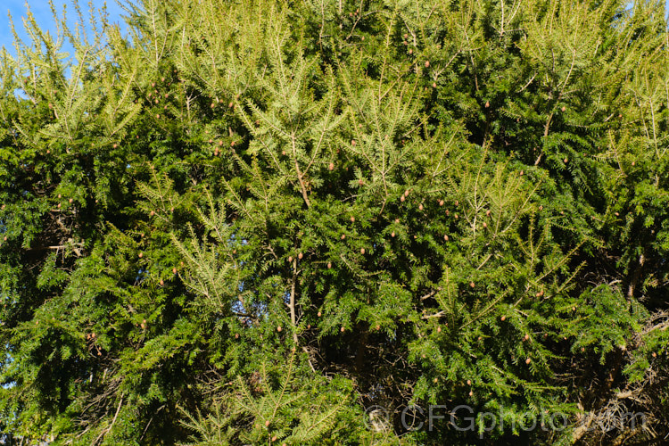 Eastern Hemlock (<i>Tsuga canadensis</i>), an evergreen coniferous tree native to North America. With great age it is capable of exceeding 50m tall, though cultivated plants are usually far smaller. There are several dwarf forms and cultivars with golden, variegated or glaucous foliage, and vary growth habits. tsuga-3376htm'>Tsuga. <a href='pinaceae-plant-family-photoshtml'>Pinaceae</a>.