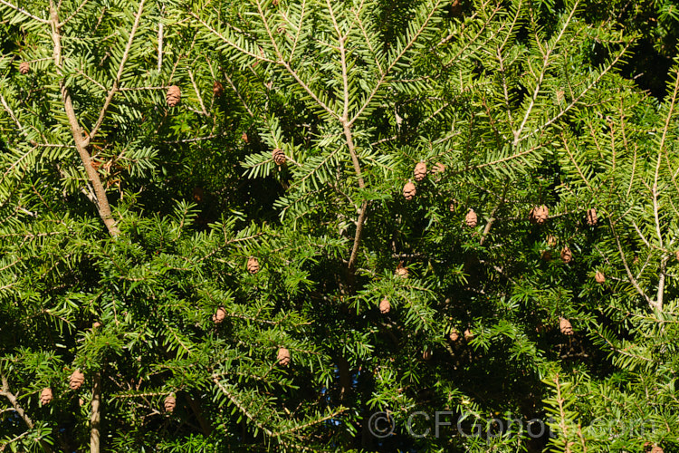 Eastern Hemlock (<i>Tsuga canadensis</i>), an evergreen coniferous tree native to North America. With great age it is capable of exceeding 50m tall, though cultivated plants are usually far smaller. There are several dwarf forms and cultivars with golden, variegated or glaucous foliage, and vary growth habits. tsuga-3376htm'>Tsuga. <a href='pinaceae-plant-family-photoshtml'>Pinaceae</a>.