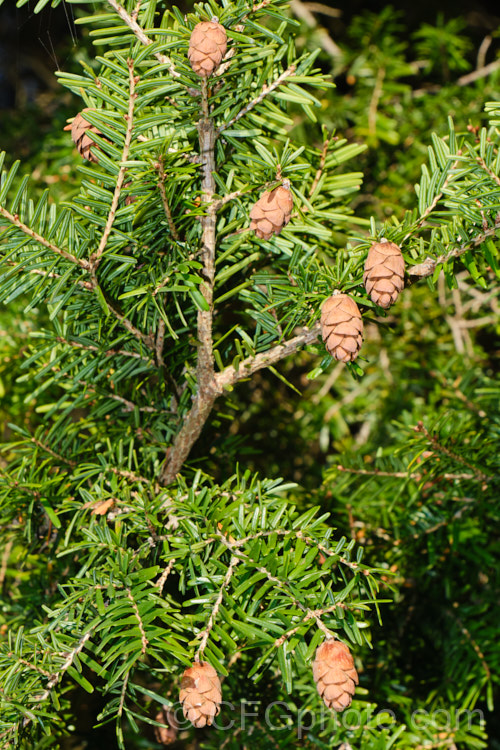 Eastern Hemlock (<i>Tsuga canadensis</i>), an evergreen coniferous tree native to North America. With great age it is capable of exceeding 50m tall, though cultivated plants are usually far smaller. There are several dwarf forms and cultivars with golden, variegated or glaucous foliage, and vary growth habits. tsuga-3376htm'>Tsuga. <a href='pinaceae-plant-family-photoshtml'>Pinaceae</a>.