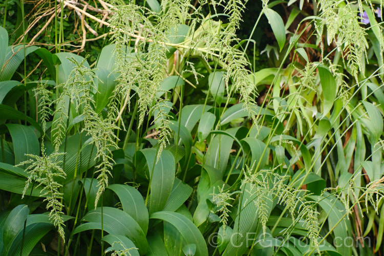 Palmgrass, Highland Pit. Pit or Broadleafed. Bristlegrass (<i>Setaria palmifolia</i>),a very wide-leaved grass native to tropical and warm-temperate Asia. The foliage creates an effect similar to a low, clumping palm, though when the plumes of flowers appear its true identity is revealed. While very ornamental, this species has the potential to be invasive in suitable climates. setaria-3631htm'>Setaria. .