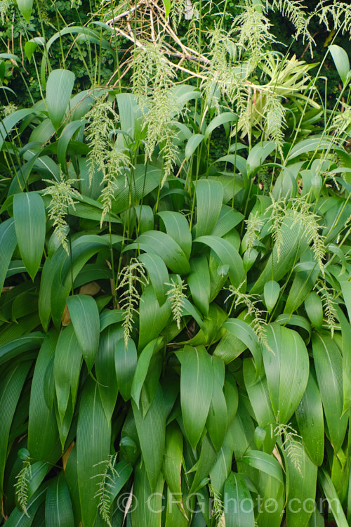 Palmgrass, Highland Pit. Pit or Broadleafed. Bristlegrass (<i>Setaria palmifolia</i>),a very wide-leaved grass native to tropical and warm-temperate Asia. The foliage creates an effect similar to a low, clumping palm, though when the plumes of flowers appear its true identity is revealed. While very ornamental, this species has the potential to be invasive in suitable climates. setaria-3631htm'>Setaria. .