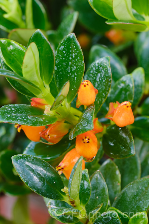 Goldfish Plant (<i>Nematanthus glabra</i>), an evergreen trailing perennial native to tropical Central America. It is often grown in hanging baskets as a house plant or greenhouse plant. It is a member of the African Violet family (a gesneriad</i>) and in suitably warm, humid conditions it soon develops into a large clump. nematanthus-2901htm'>Nematanthus.
