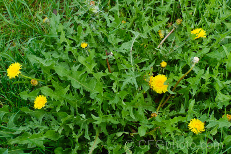 Dandelion (<i>Taraxacum campylodes [syns. Taraxacum officinale, Taraxacum vulgare</i>), a common weed of lawns and pastures, originally native to the Northern Hemisphere but now widespread. It is sometimes used by herbalists. taraxacum-3348htm'>Taraxacum.