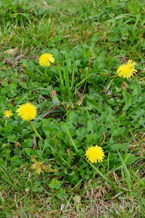 Dandelion (<i>Taraxacum campylodes [syns. Taraxacum officinale, Taraxacum vulgare</i>), a common weed of lawns and pastures, originally native to the Northern Hemisphere but now widespread. It is sometimes used by herbalists. taraxacum-3348htm'>Taraxacum.