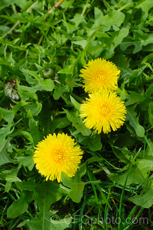 Dandelion (<i>Taraxacum campylodes [syns. Taraxacum officinale, Taraxacum vulgare</i>), a common weed of lawns and pastures, originally native to the Northern Hemisphere but now widespread. It is sometimes used by herbalists. taraxacum-3348htm'>Taraxacum.