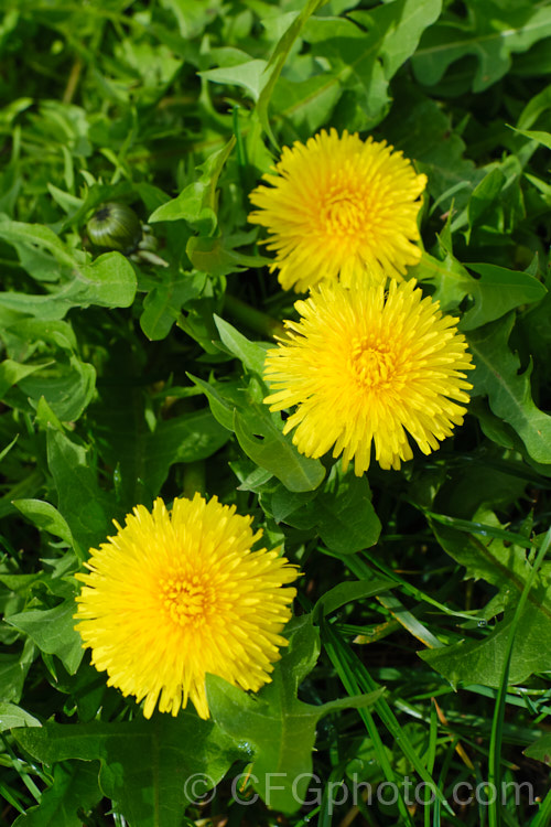 Dandelion (<i>Taraxacum campylodes [syns. Taraxacum officinale, Taraxacum vulgare</i>), a common weed of lawns and pastures, originally native to the Northern Hemisphere but now widespread. It is sometimes used by herbalists. taraxacum-3348htm'>Taraxacum.