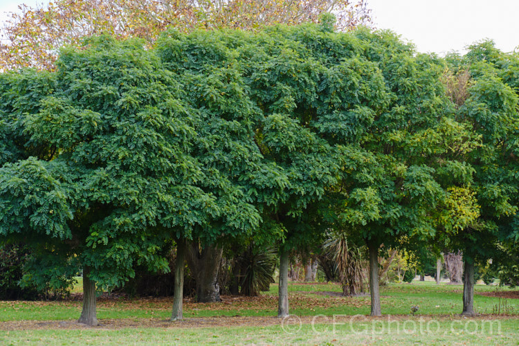 A row of Robinia pseudoacacia 'Mop. Top' trees that have not been trimmed for 7 years. This densely twiggy cultivar of the thornless form of the common black locust ('Inermis') is grafted onto standard trunks of various heights to make 'lollipop' style tree with a dense foliage crown atop a narrow trunk. The look can be effective, but it is often a lot of work to keep the top neat, the trunk free of side-shoots and the plant clear of stem borers. These examples are on land abandoned after an earthquake and have been left to grow unchecked. robinia-2218htm'>Robinia.