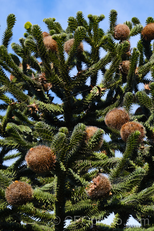 Monkey Puzzle (<i>Araucaria araucana</i>) with mature cones. This 30-40m tall conifer is native to central Chile and northern Patagonia. It has stiff, sharply pointed triangular leaves and huge cones. Order: Pinales, Family: Araucariaceae